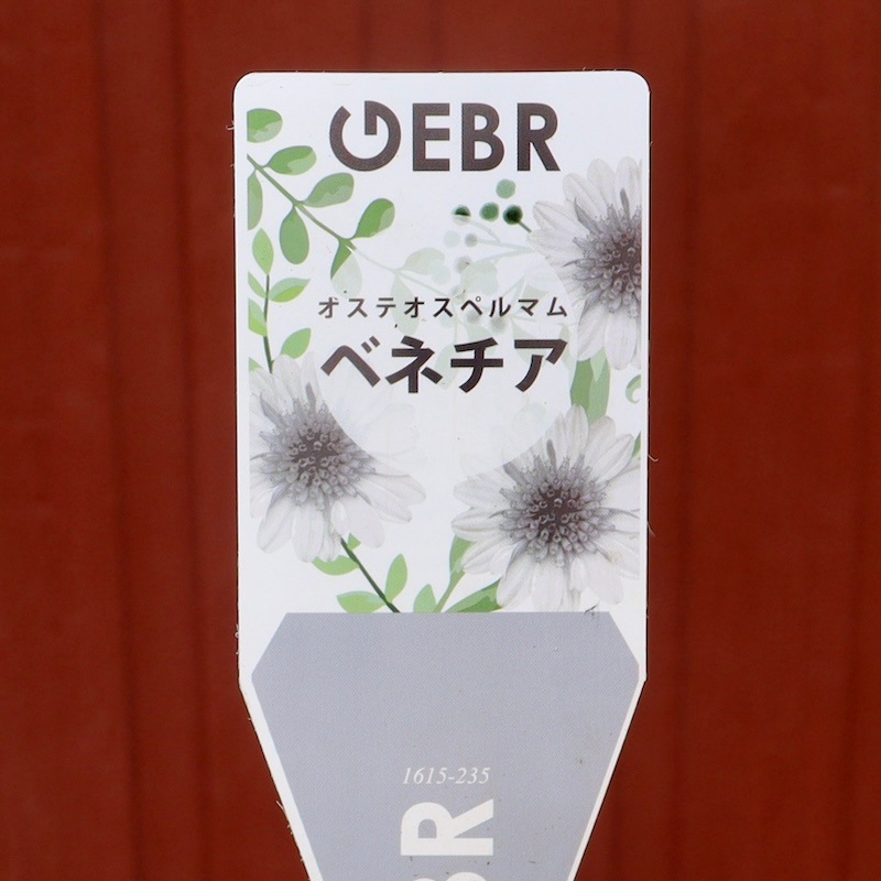 2025年NEW☆八重咲きオステオスペルマム「ベネチア」byゲブラナガトヨ