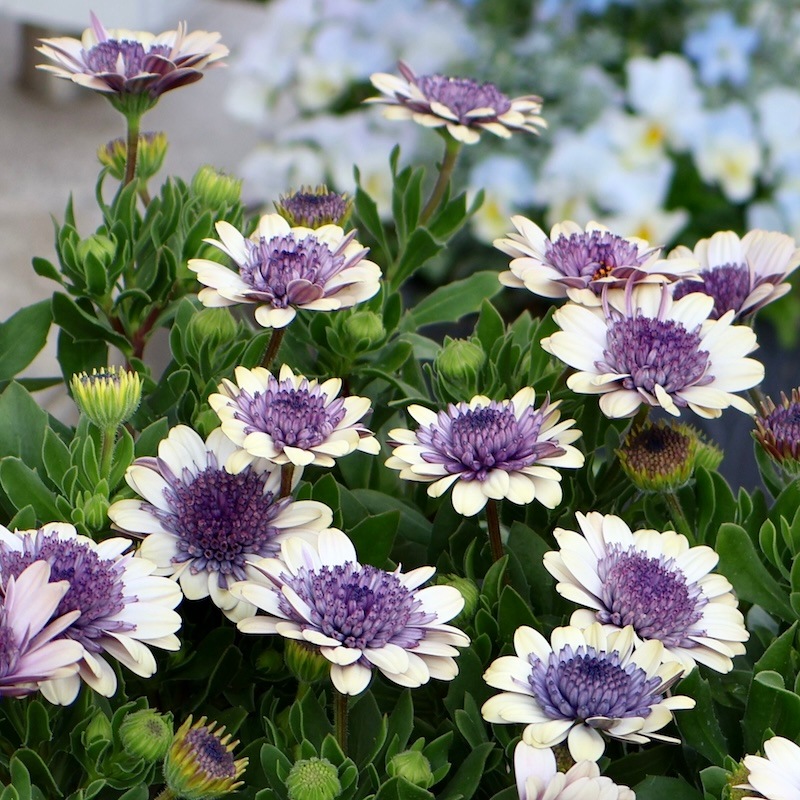 2025年NEW☆八重咲きオステオスペルマム「ベネチア」byゲブラナガトヨ