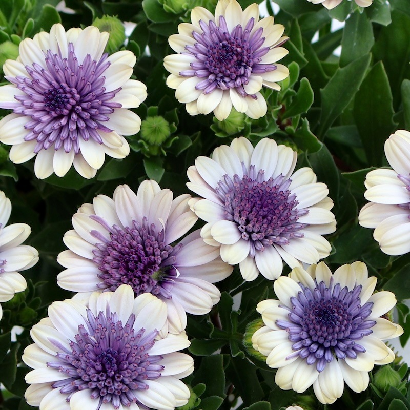 2025年NEW☆八重咲きオステオスペルマム「ベネチア」byゲブラナガトヨ