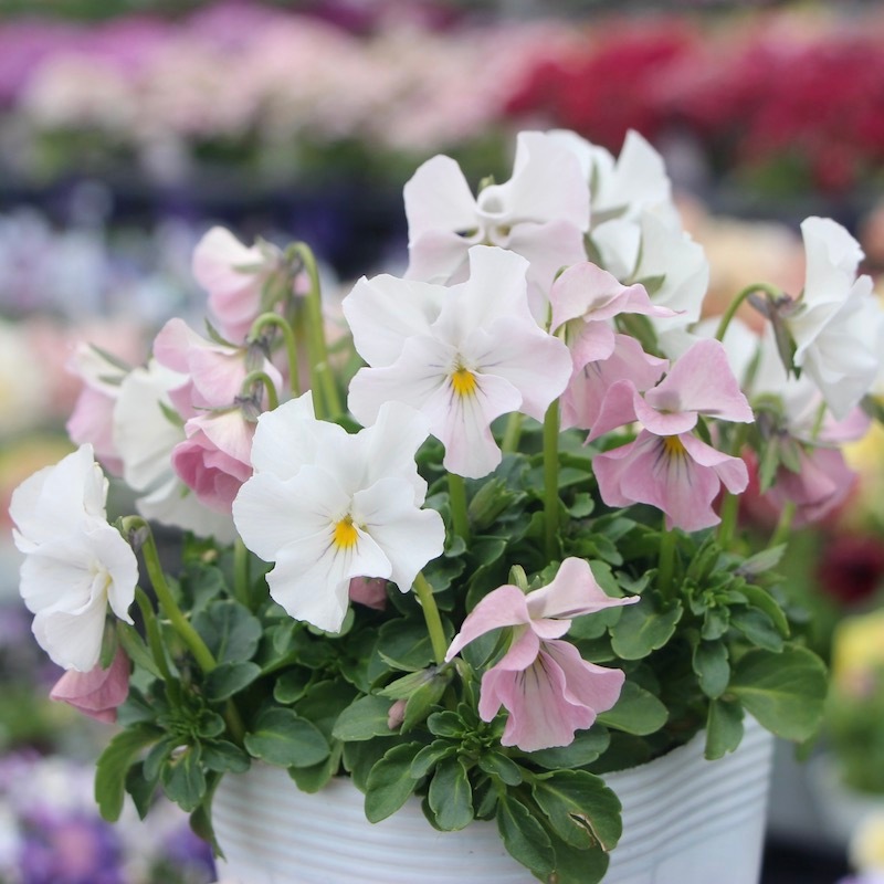 うえたビオラ 試験品種 No.140 ＜5＞(3.5号ポット)