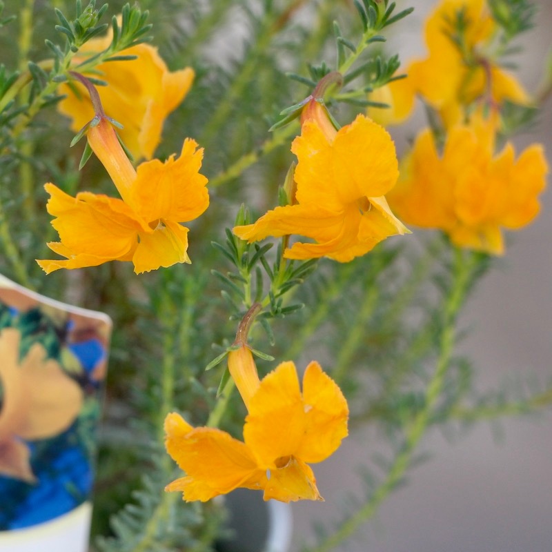 3.5号鉢】初恋草「エミ・イエローフュージ」