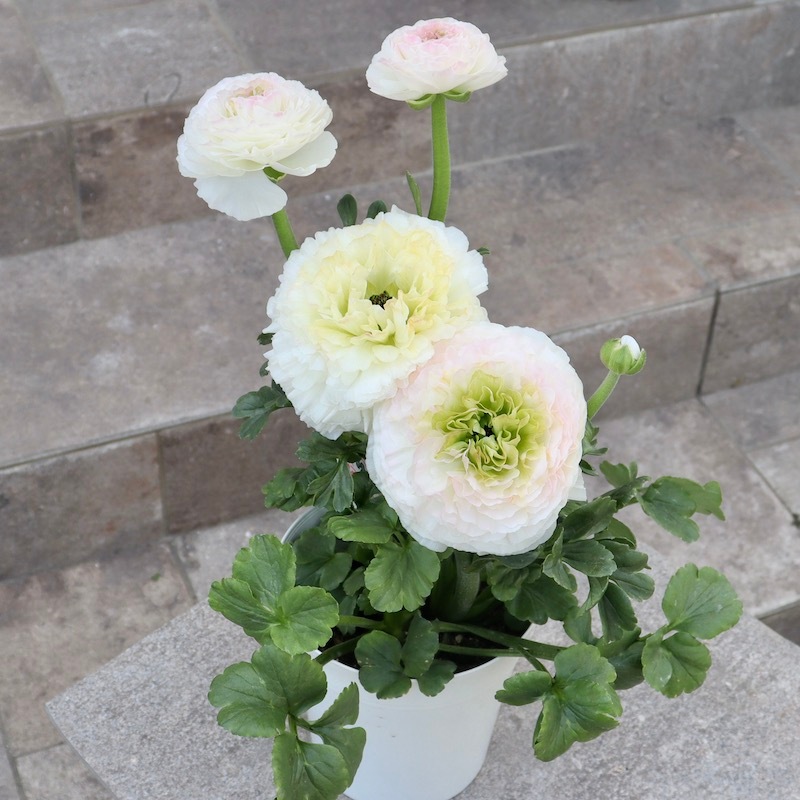 画像(ラスト10枚)の現品!! 綾園芸さんのラナンキュラス「ウピス」【5号