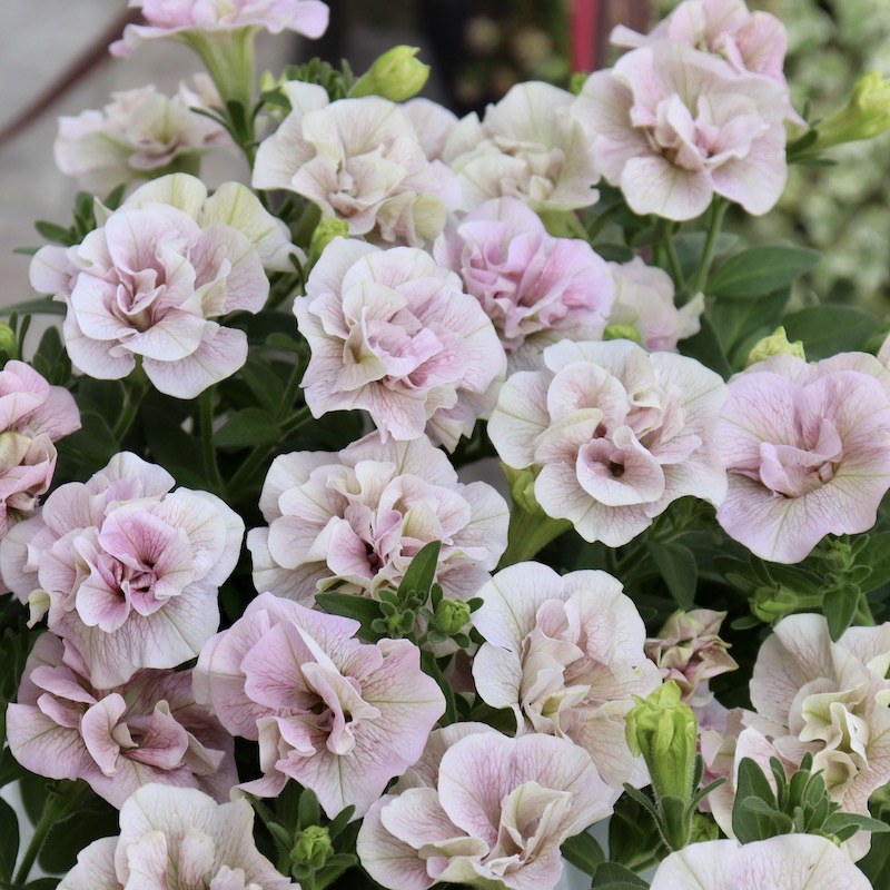 特別取り寄せ☆信頼の桂楓園さんの八重咲きペチュニア「ティー