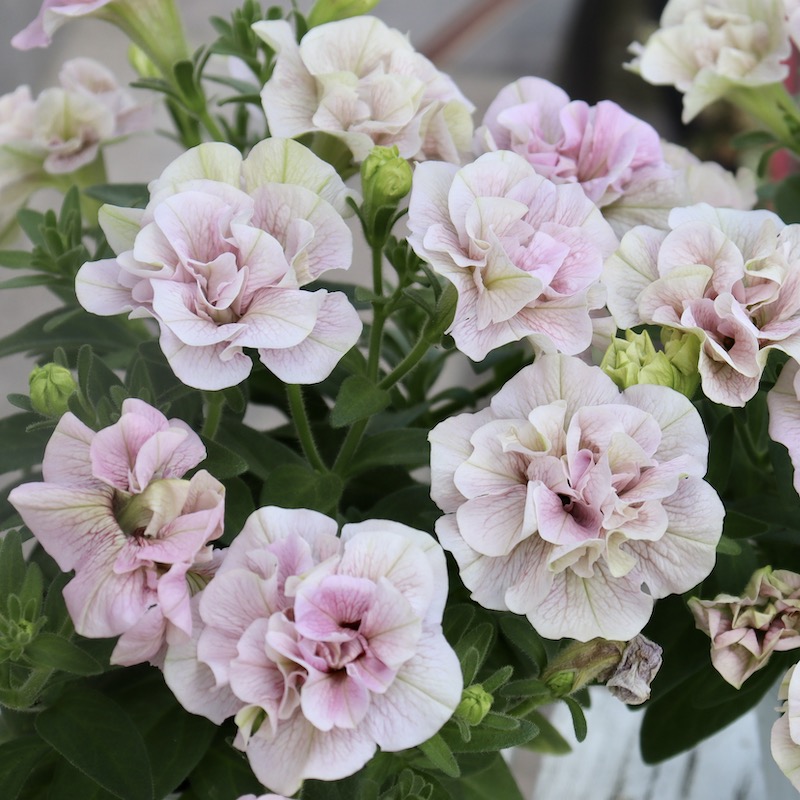 特別取り寄せ☆信頼の桂楓園さんの八重咲きペチュニア「ティー