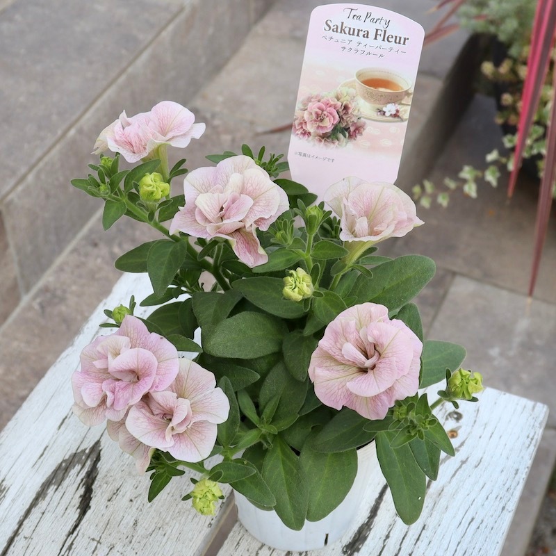 特別取り寄せ☆信頼の桂楓園さんの八重咲きペチュニア「ティー