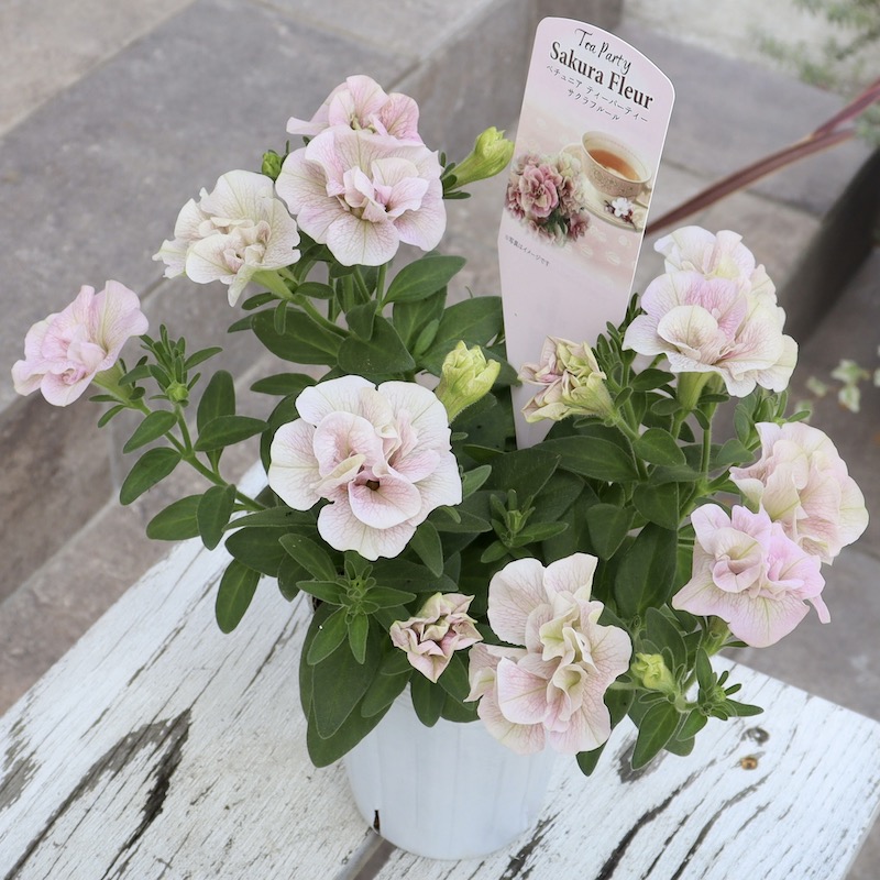 特別取り寄せ☆信頼の桂楓園さんの八重咲きペチュニア「ティー