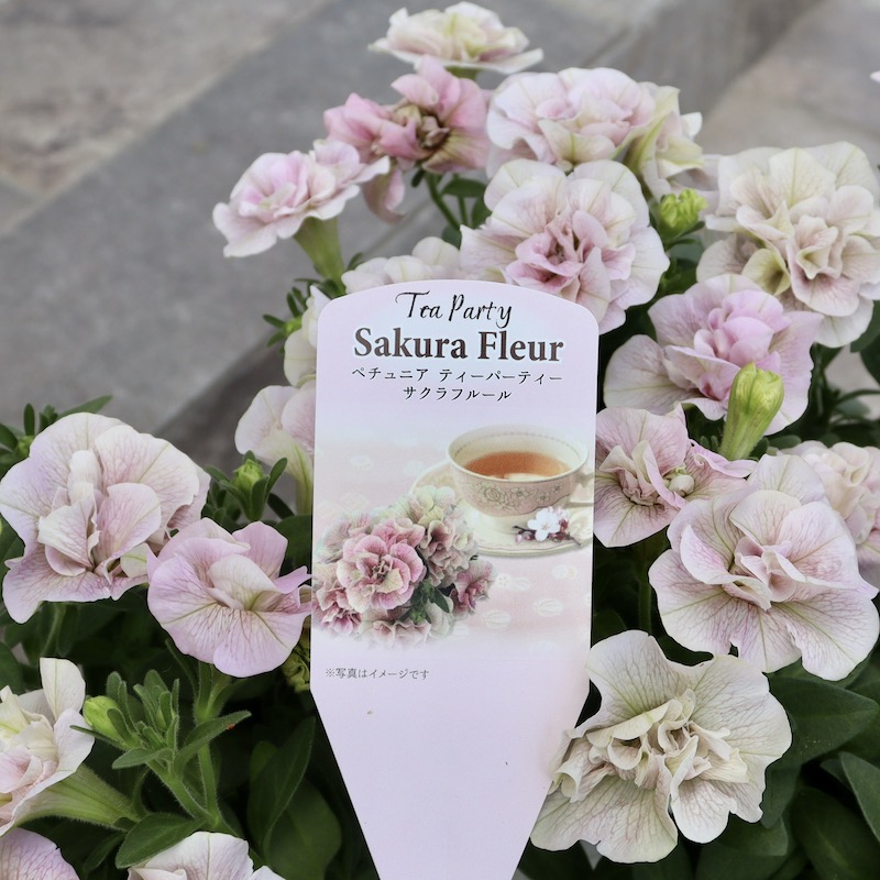 特別取り寄せ☆信頼の桂楓園さんの八重咲きペチュニア「ティー