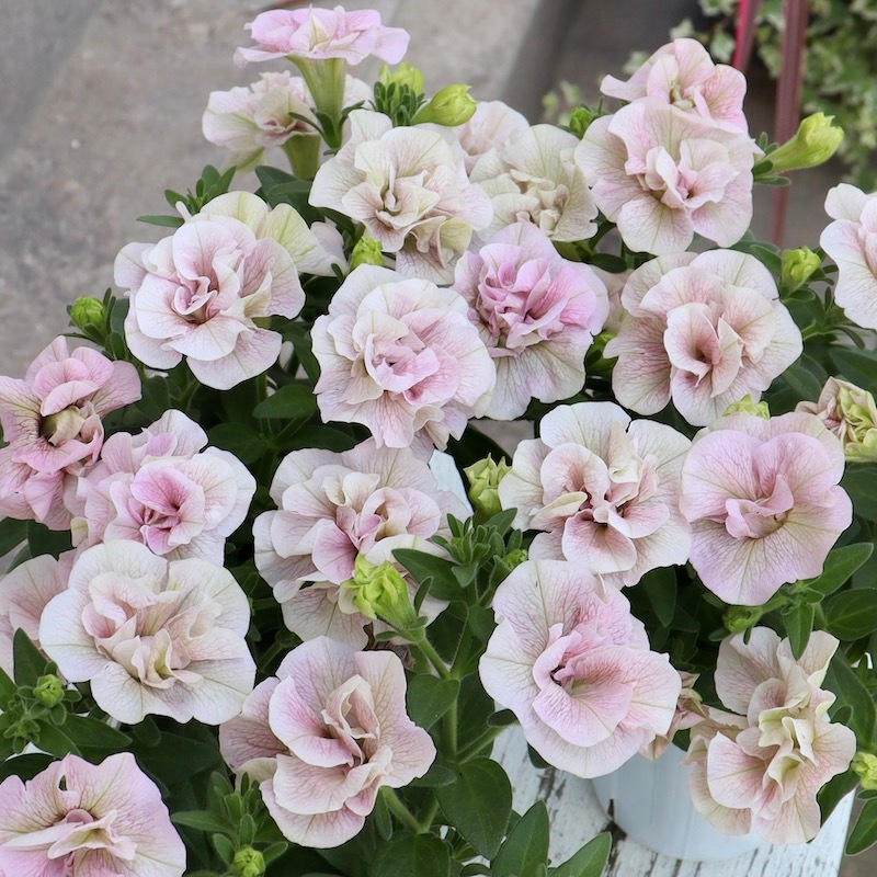 専用　ブライダルベール　ケイトウ　八重咲ペチュニア　クレイフラワー 八重咲きペチュニア 大輪種 『湘南ヴィオーレ・ヴェルデ』 | すべての