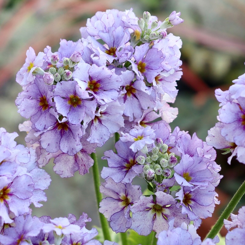 初入荷お試し価格Part2☆ 綺麗に開花中♪ブルーの桜草(マラコイデス)2番