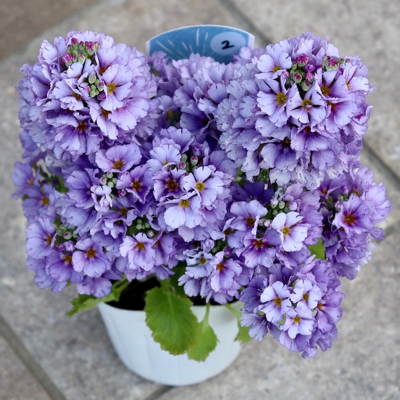 初入荷お試し価格Part2☆ 綺麗に開花中♪ブルーの桜草(マラコイデス)2番