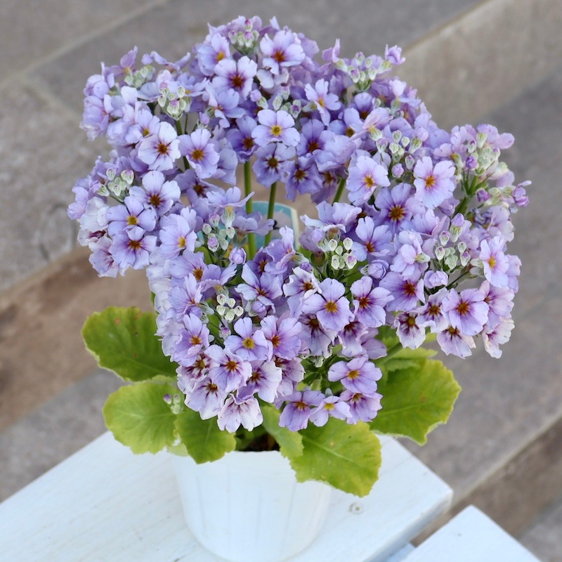 初入荷お試し価格Part2☆ 綺麗に開花中♪ブルーの桜草(マラコイデス)2番