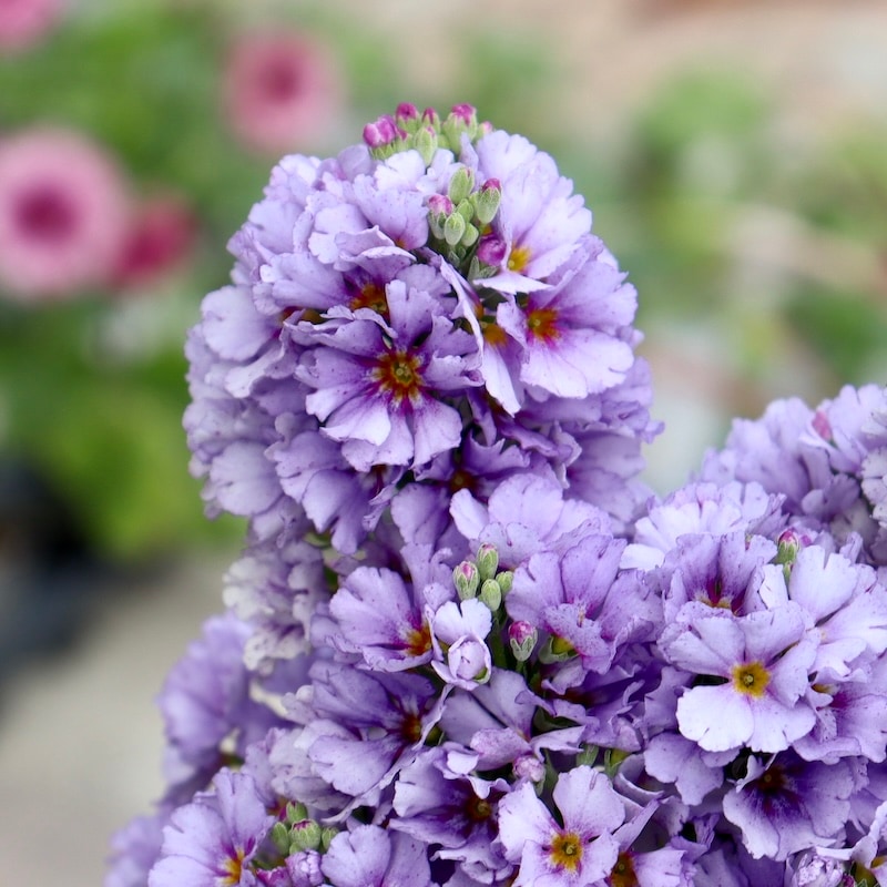 初入荷お試し価格Part2☆ 綺麗に開花中♪ブルーの桜草(マラコイデス)2番