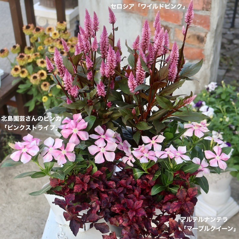 北島園芸さんのビンカ(日々草)「ピンクストライプ」(3.5号ポット)