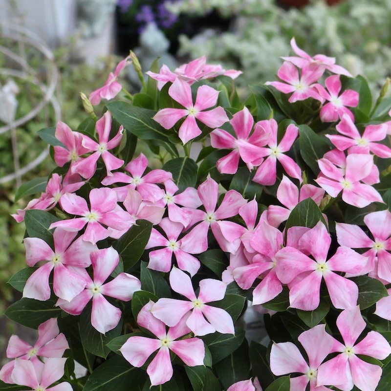 寄せ植え花　日々草　ピンク 北島園芸さんのビンカ(日々草)「ピンクストライプ」(3.5号ポット)