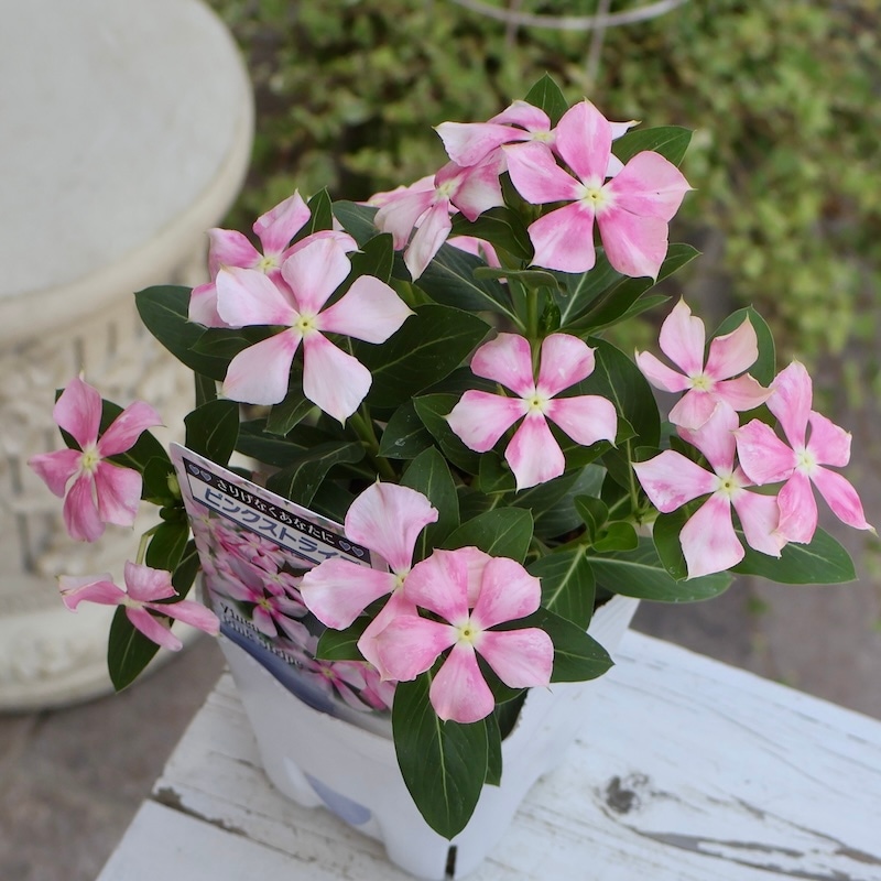 寄せ植え花　日々草　ピンク 北島園芸さんのビンカ(日々草)「ピンクストライプ」(3.5号ポット)