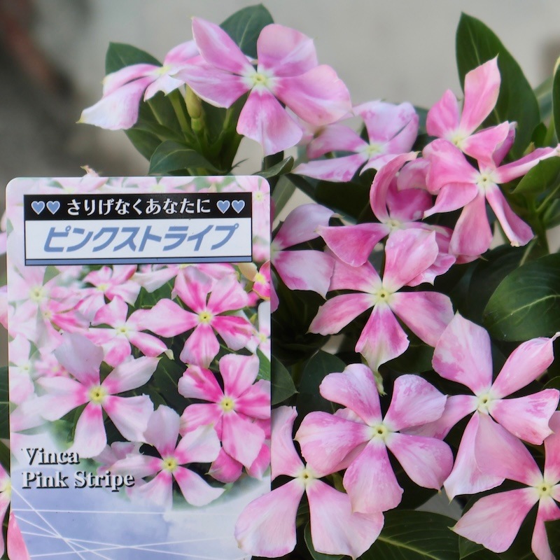 ✞✟さま　3番ピンク5 お２つ 北島園芸さんのビンカ(日々草)「ピンクストライプ」(3.5号ポット)