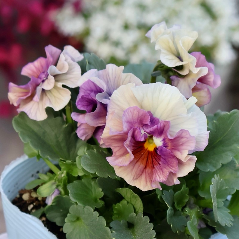 画像の現品1点限り☆桐生ふぁ~む×花日和さんのビオラ「アイクルール