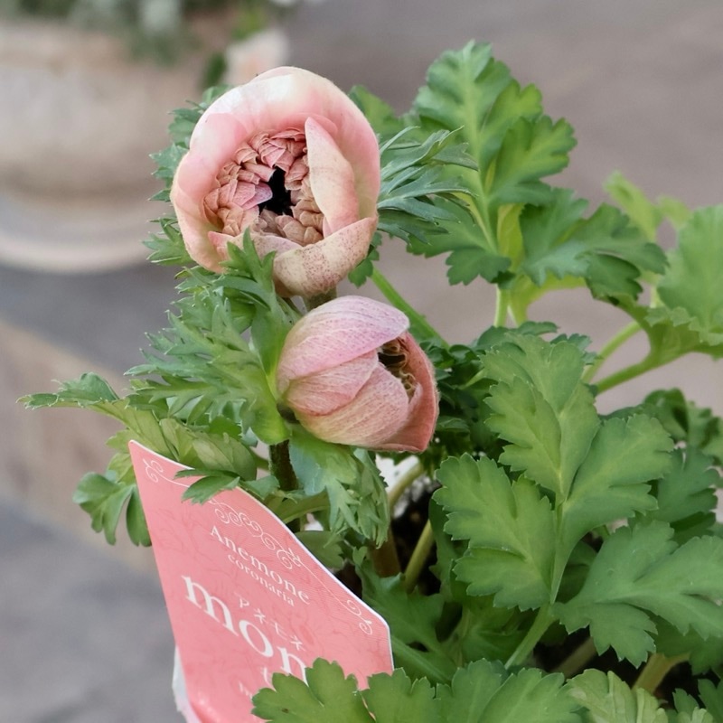 もりもり株入荷♪お色お任せ☆八重咲きアネモネ「momo(もも)」【選択不可】