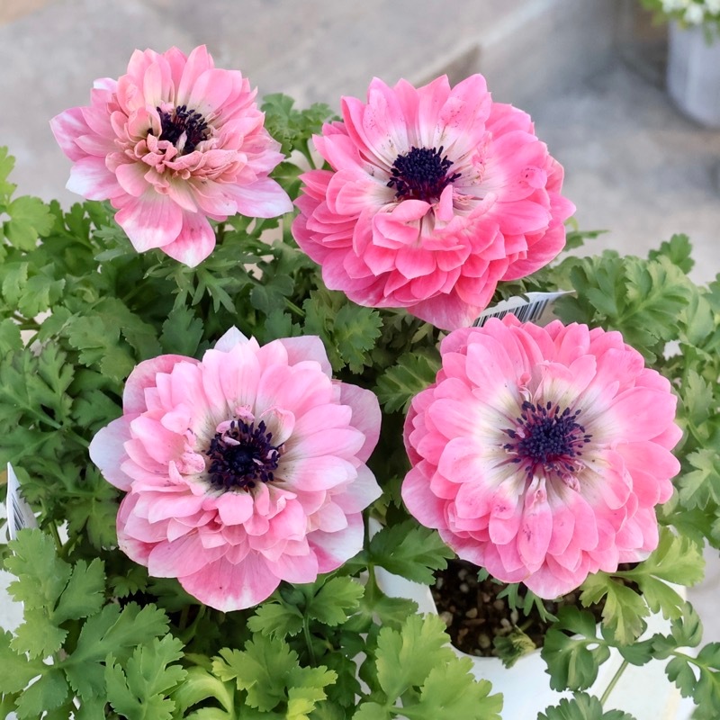 お色お任せ♪八重咲きアネモネ「momo(もも)」【選択不可】