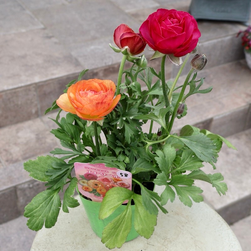 画像の現品1点限り》2色植えでお得♪うえたさんのラナンキュラス