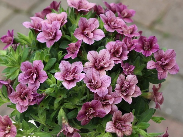 【新品未使用】チェリーブロッサム-ハナミ エディション-ヒツジ・ミケネコ・コジカ チェリーブロッサムシリーズ -ハナミ エディション- | Sonny