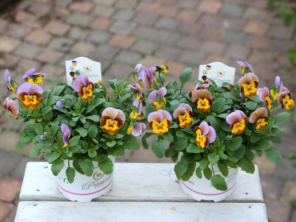 プレミアムビオラ ディージェイ イエロー パープル 特大ポット