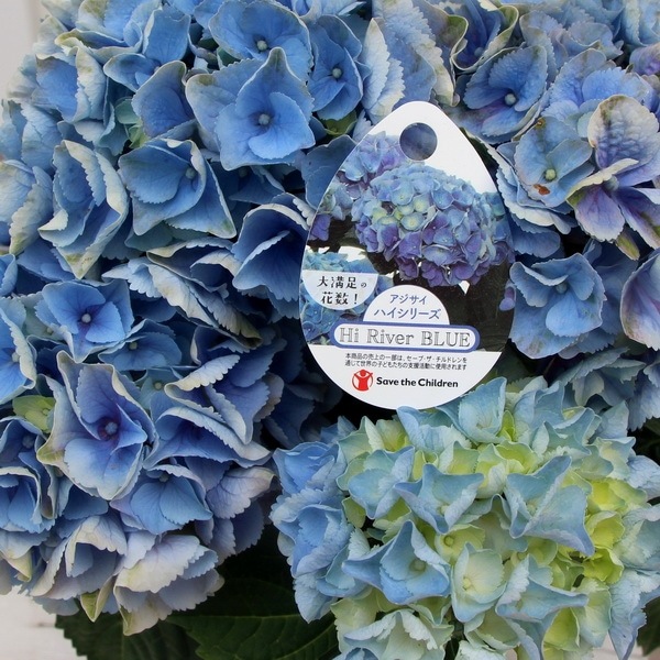 輸入アジサイ　大株 輸入アジサイ 大株 お得 母の日にアジサイを贈ろう！アジサイの