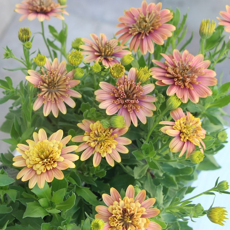 八重咲きオステオスペルマム「キャラメルキッス」byゲブラナガトヨ(3.5