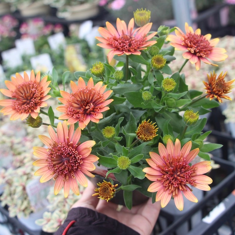 八重咲きオステオスペルマム「キャラメルキッス」byゲブラナガトヨ(3.5