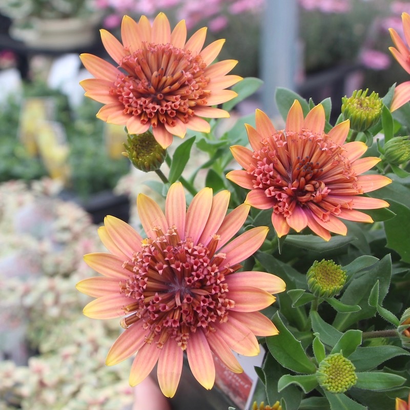 八重咲きオステオスペルマム「キャラメルキッス」byゲブラナガトヨ(3.5