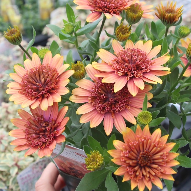 オステオスペルマム苗　1苗です　＋選べるおまけつき オステオスペルマム 苗 3D ディープピンク 3.5号 八重咲き 250320