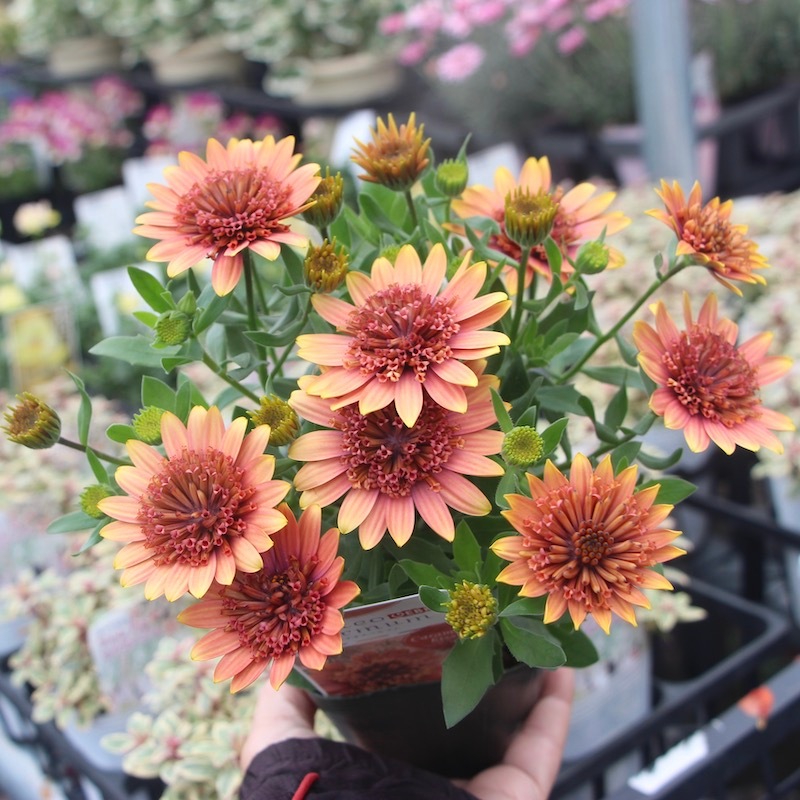 恵芽ラルド ゼオスキン 新品 5点セット 八重咲きオステオスペルマム「キャラメルキッス」byゲブラナガトヨ(3.5