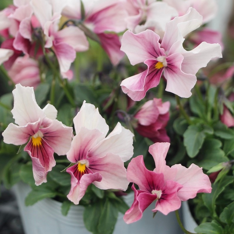 うえたビオラ 試験品種 No.140 ＜6＞(3.5号ポット)