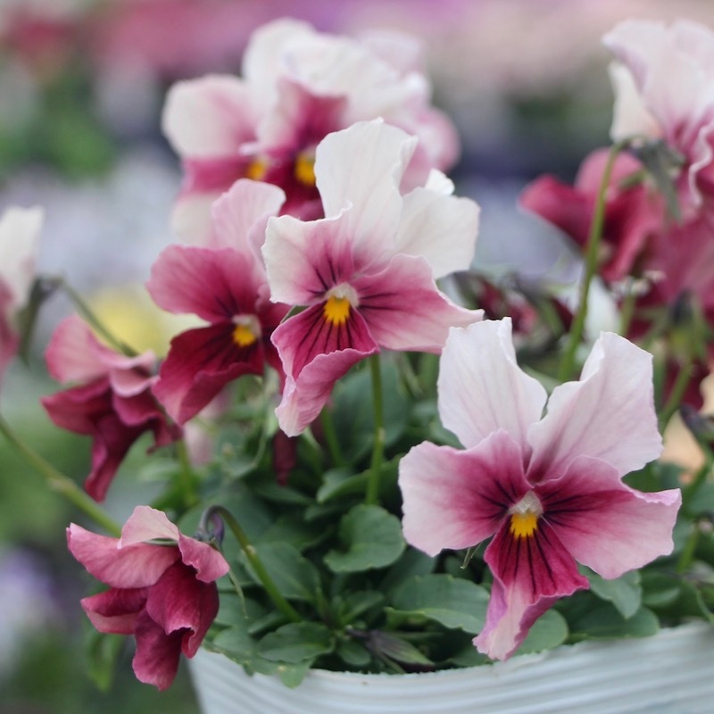 うえたビオラ 試験品種 No.140 ＜6＞(3.5号ポット)