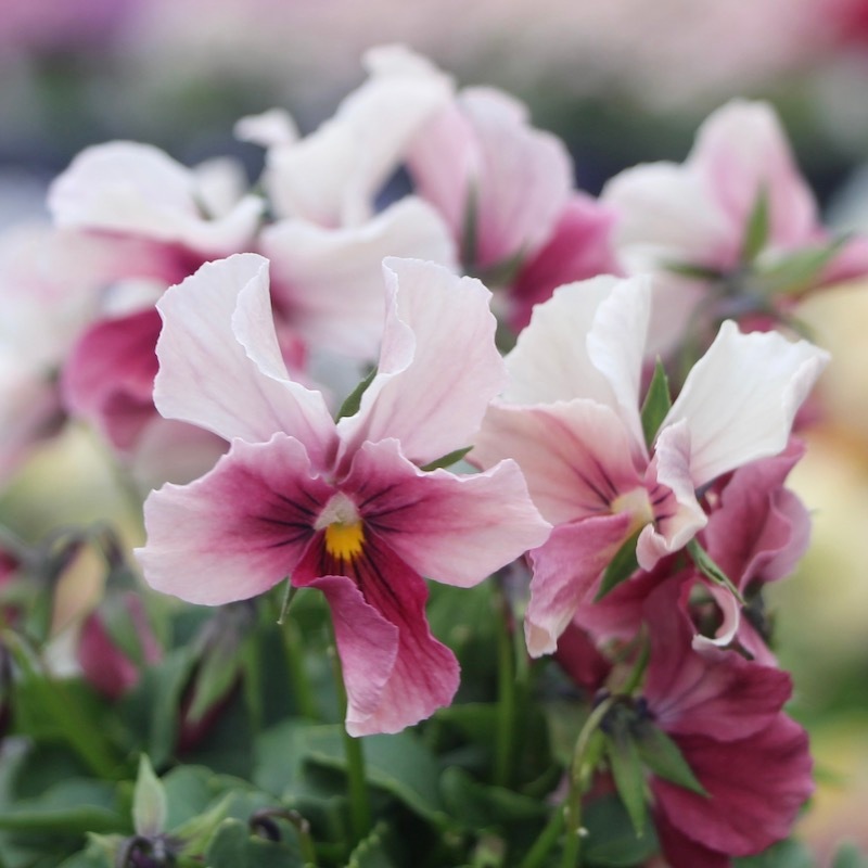 うえたビオラ 試験品種 No.140 ＜6＞(3.5号ポット)