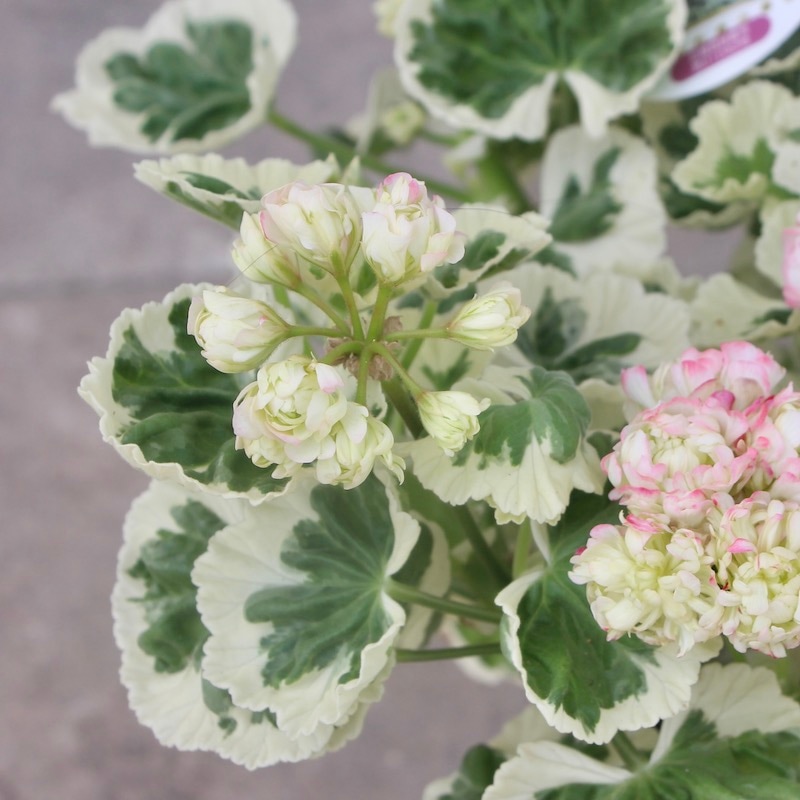 美しい!! 八重咲きゼラニウム・アップルブロッサム「ホワイト