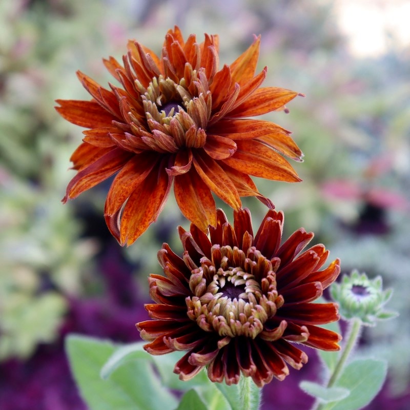 レア、切花品種　紅☆☆　小苗 画像の現品!!希少苗☆ルドベキア・キャラメルミックス☆No.32