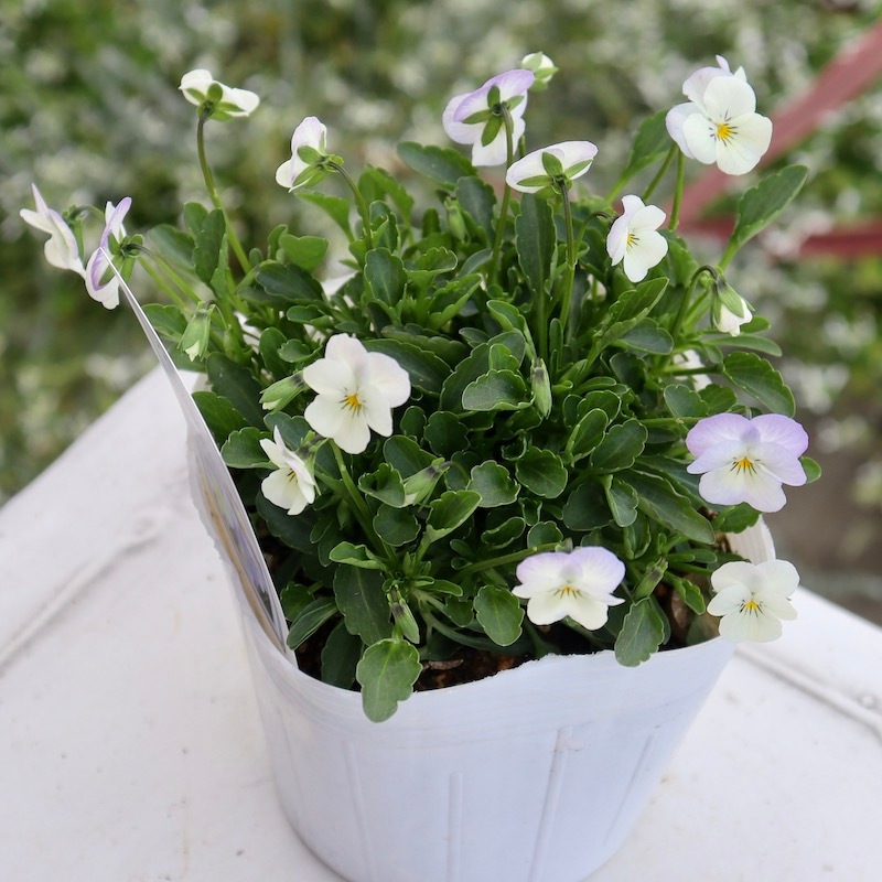 フラワーハーツさんの小輪ビオラ・ビオレッタ「ブルーハワイ」1番