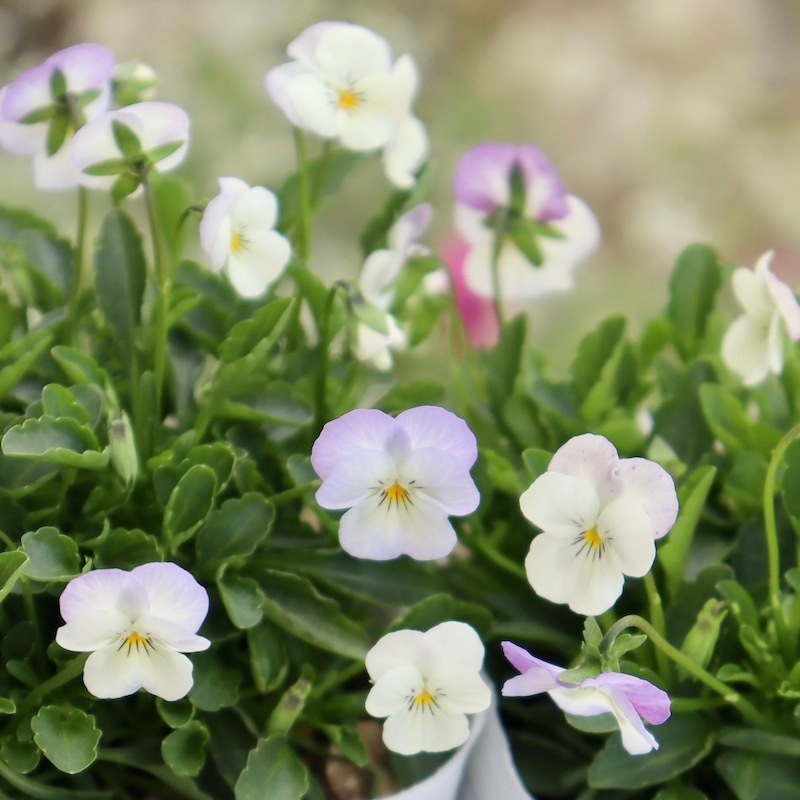 フラワーハーツさんの小輪ビオラ・ビオレッタ「ブルーハワイ」1番