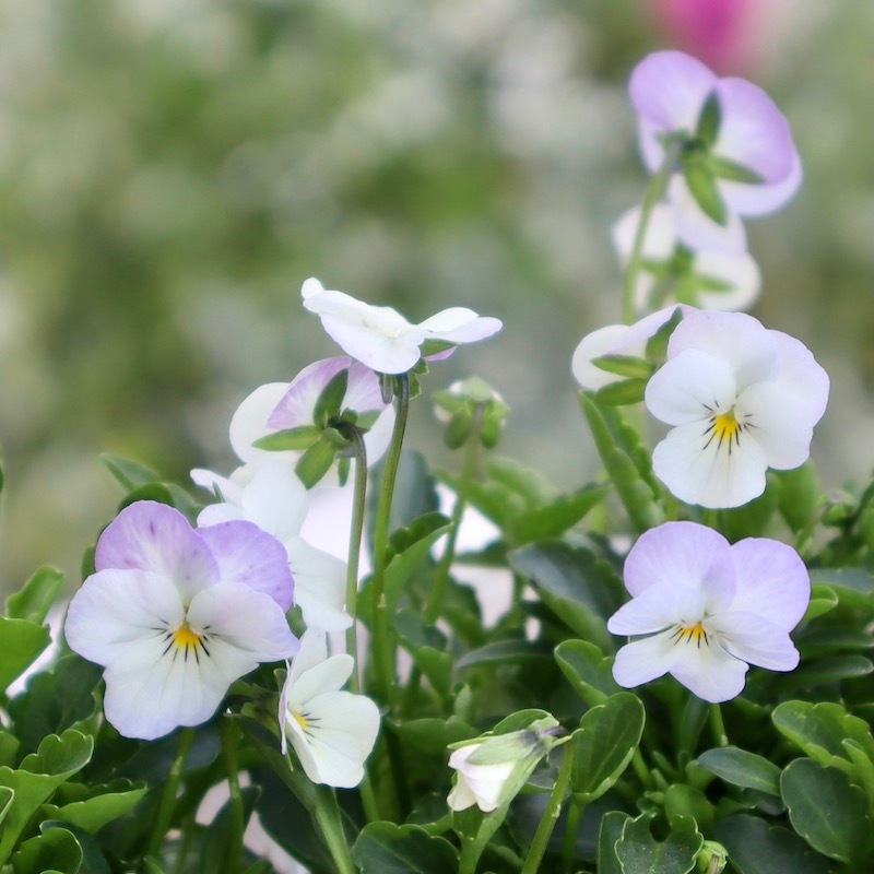 フラワーハーツさんの小輪ビオラ・ビオレッタ「ブルーハワイ」1番