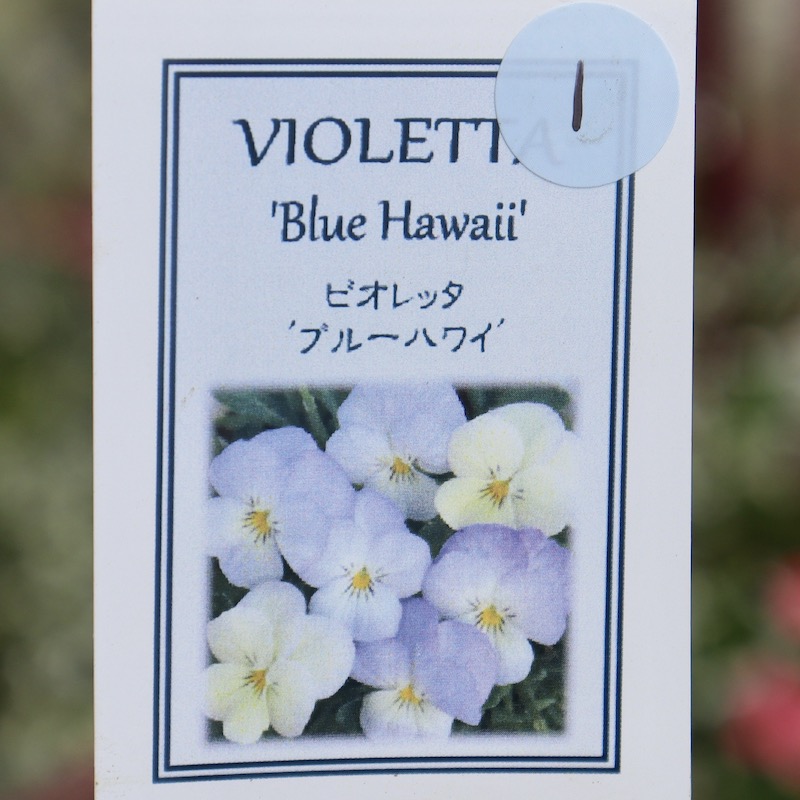 フラワーハーツさんの小輪ビオラ・ビオレッタ「ブルーハワイ」1番