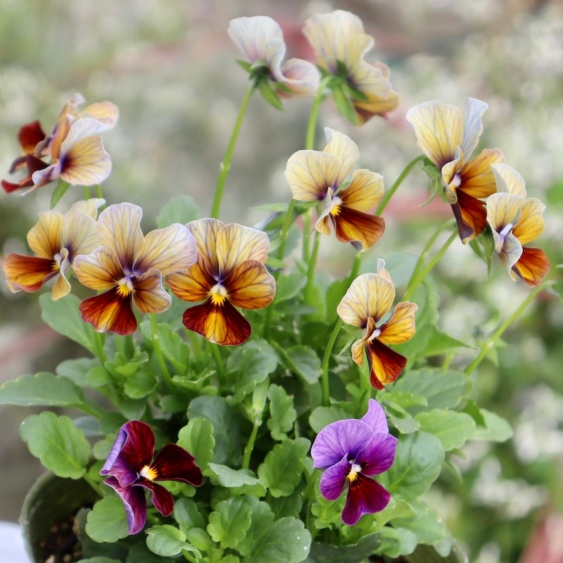 画像の現品!!1点限り☆ゲブラさん育種ビオラの新品種「アマゾネス」14番