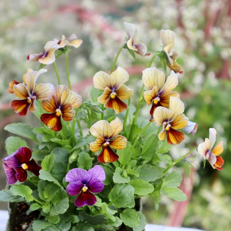 画像の現品!!1点限り☆ゲブラさん育種ビオラの新品種「アマゾネス」14番