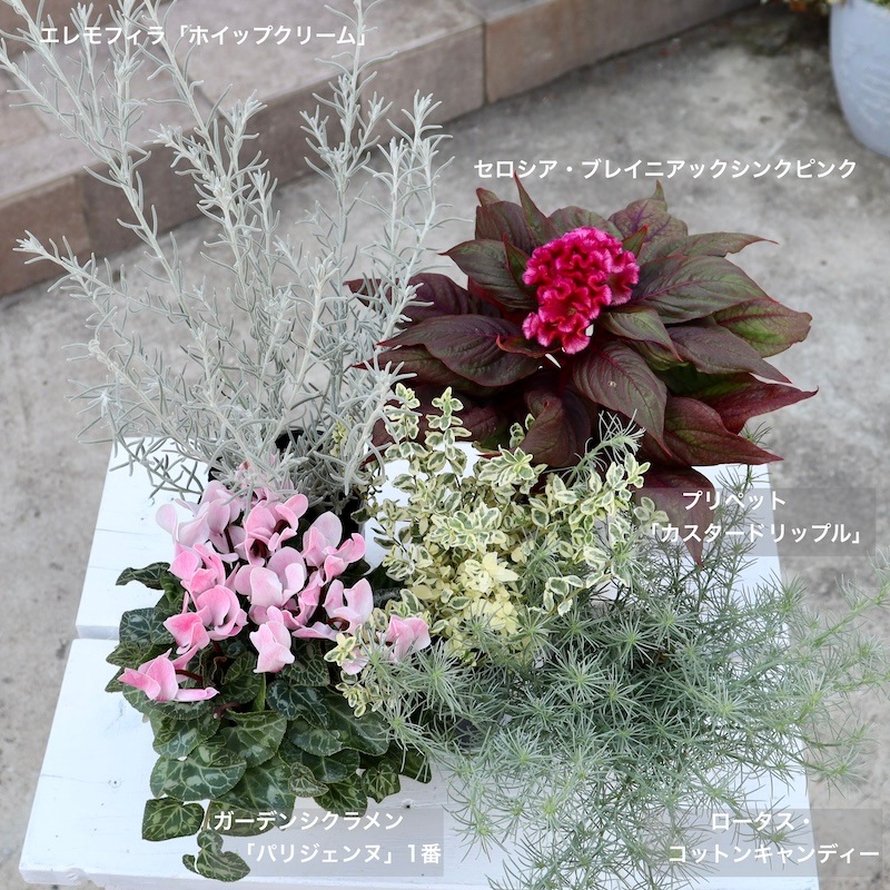 沢山のお花が描かれピンクと茶色のコントラスト素敵なカイセリオールドキリム ここ最近のいろいろ。 毎日沢山美味しいもの食べて 綺麗なお花が