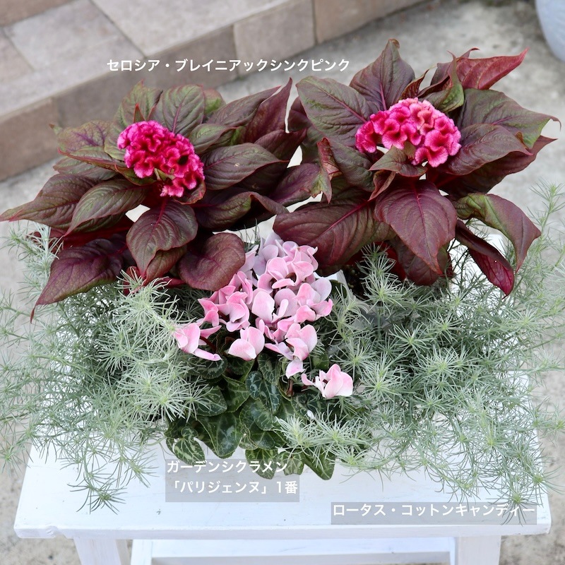 くにゅくにゅのトサカ系セロシア「ブレイニアックシンクピンク」(3号