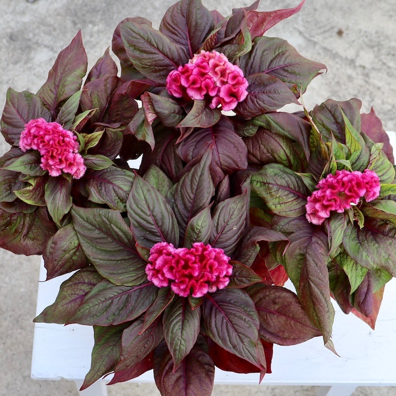 くにゅくにゅのトサカ系セロシア「ブレイニアックシンクピンク」(3号