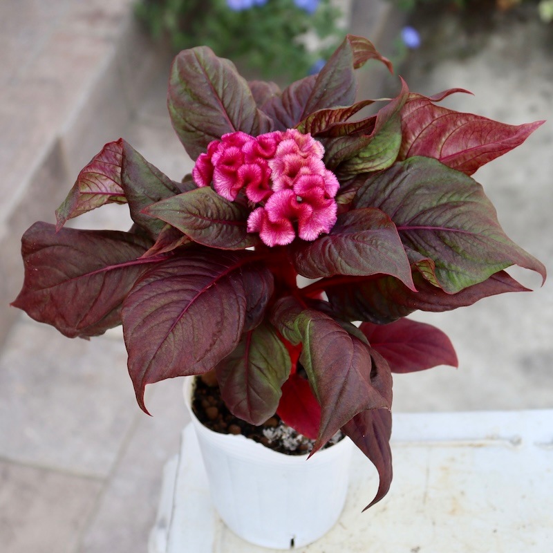 くにゅくにゅのトサカ系セロシア「ブレイニアックシンクピンク」(3号