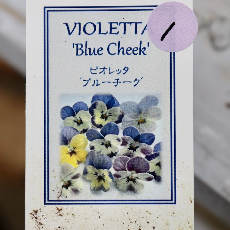 ハナ パルファンブルー&ヴィオレッタ 現品1点限り☆2024年NEW☆フラワーハーツさんの小輪ビオラ・ビオレッタ