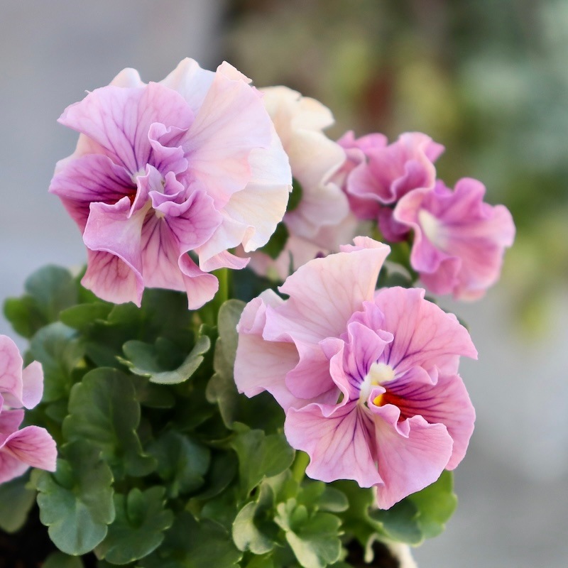 画像で花色を選べる!!植田さんのフリル咲きミニパンジー「天の羽衣」116番