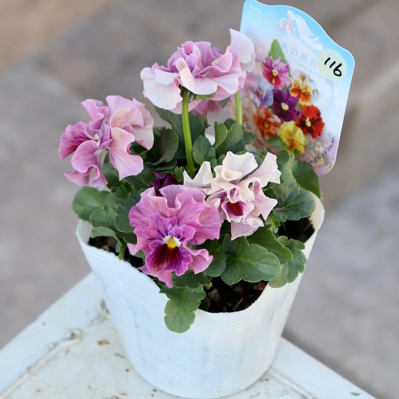 画像で花色を選べる!!植田さんのフリル咲きミニパンジー「天の羽衣」116番